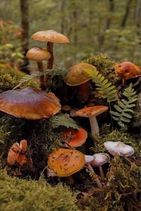 L'amanite tue-mouche