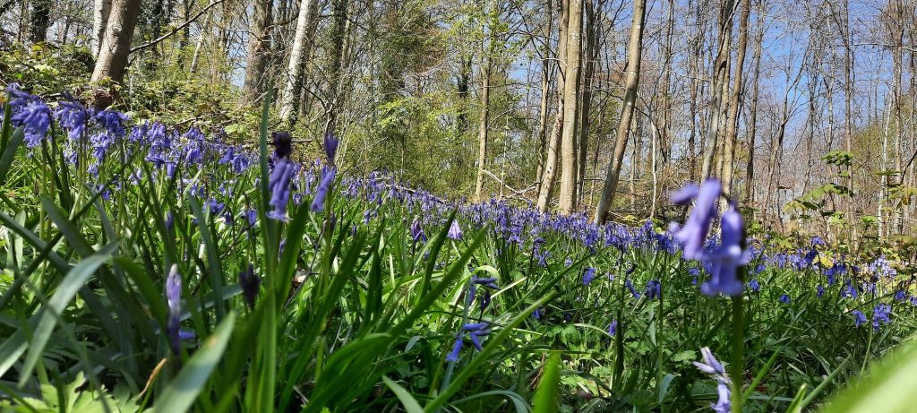 Bois des Dames